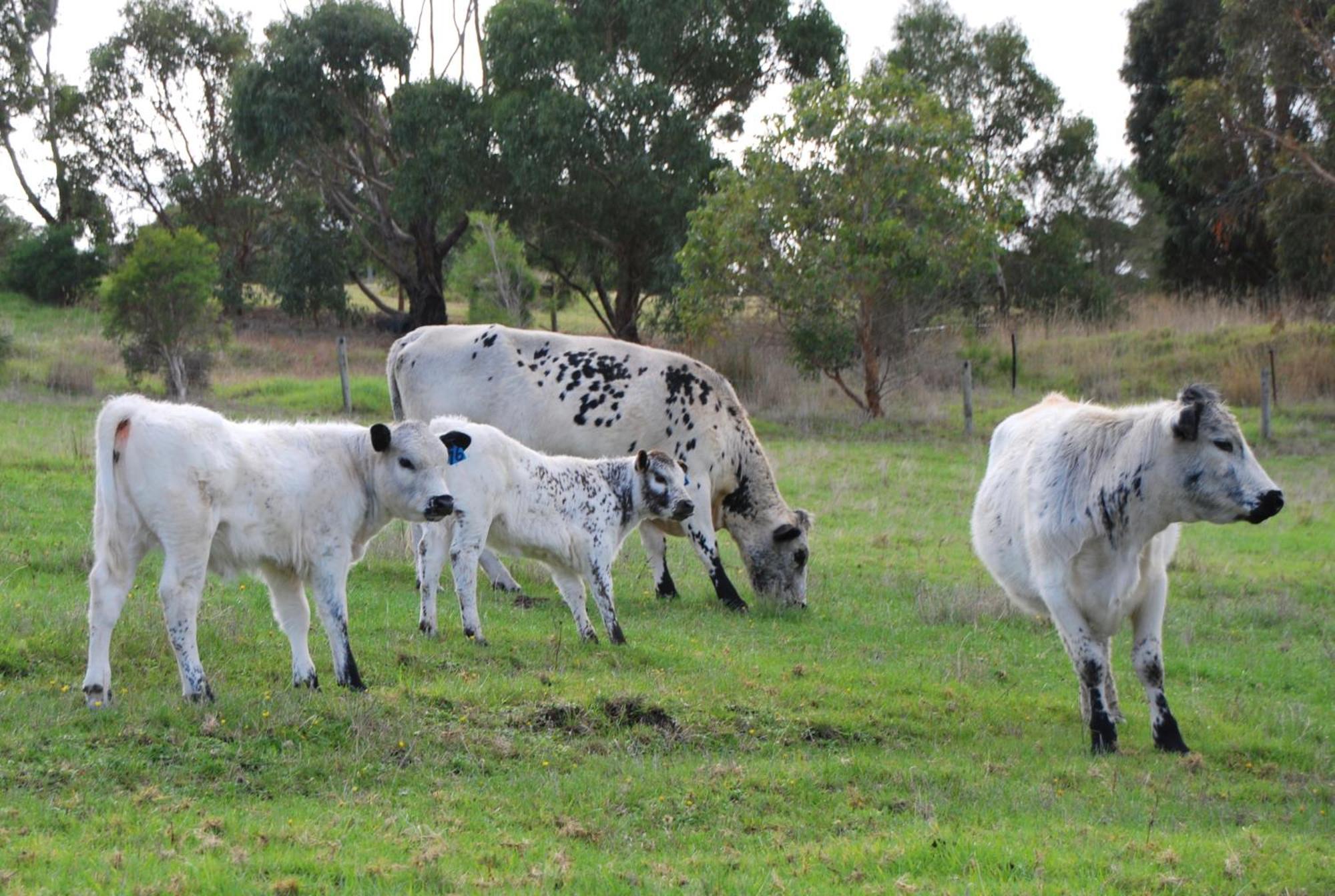 Back Valley Farmstay Bed And Breakfast Victor Harbor Luaran gambar