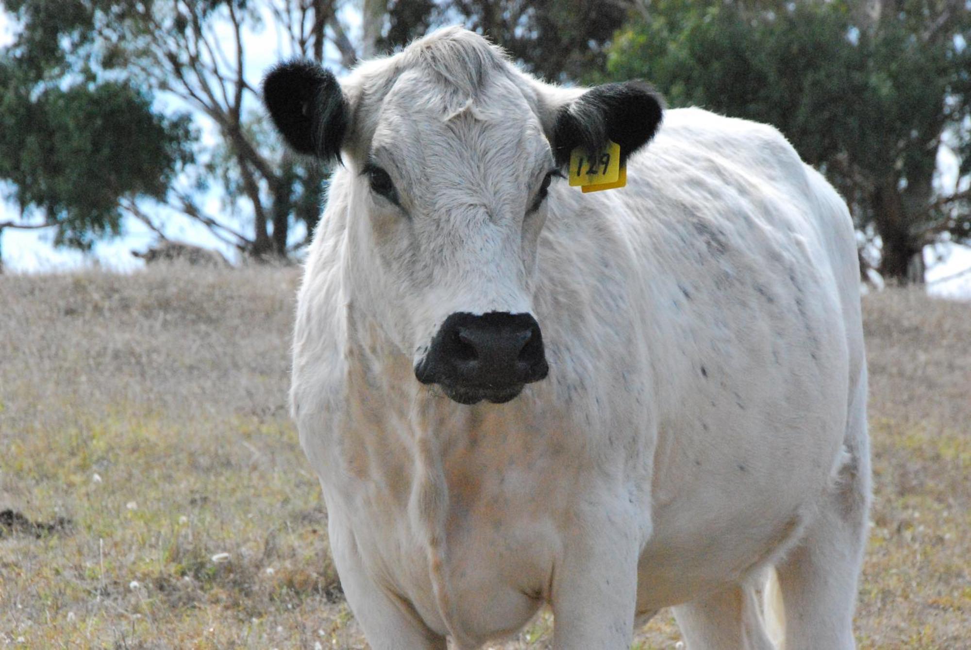 Back Valley Farmstay Bed And Breakfast Victor Harbor Luaran gambar