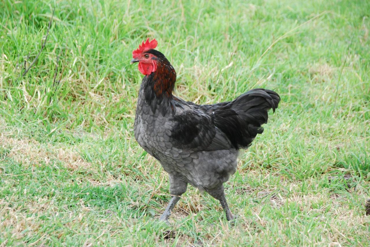 Back Valley Farmstay Bed And Breakfast Victor Harbor Luaran gambar