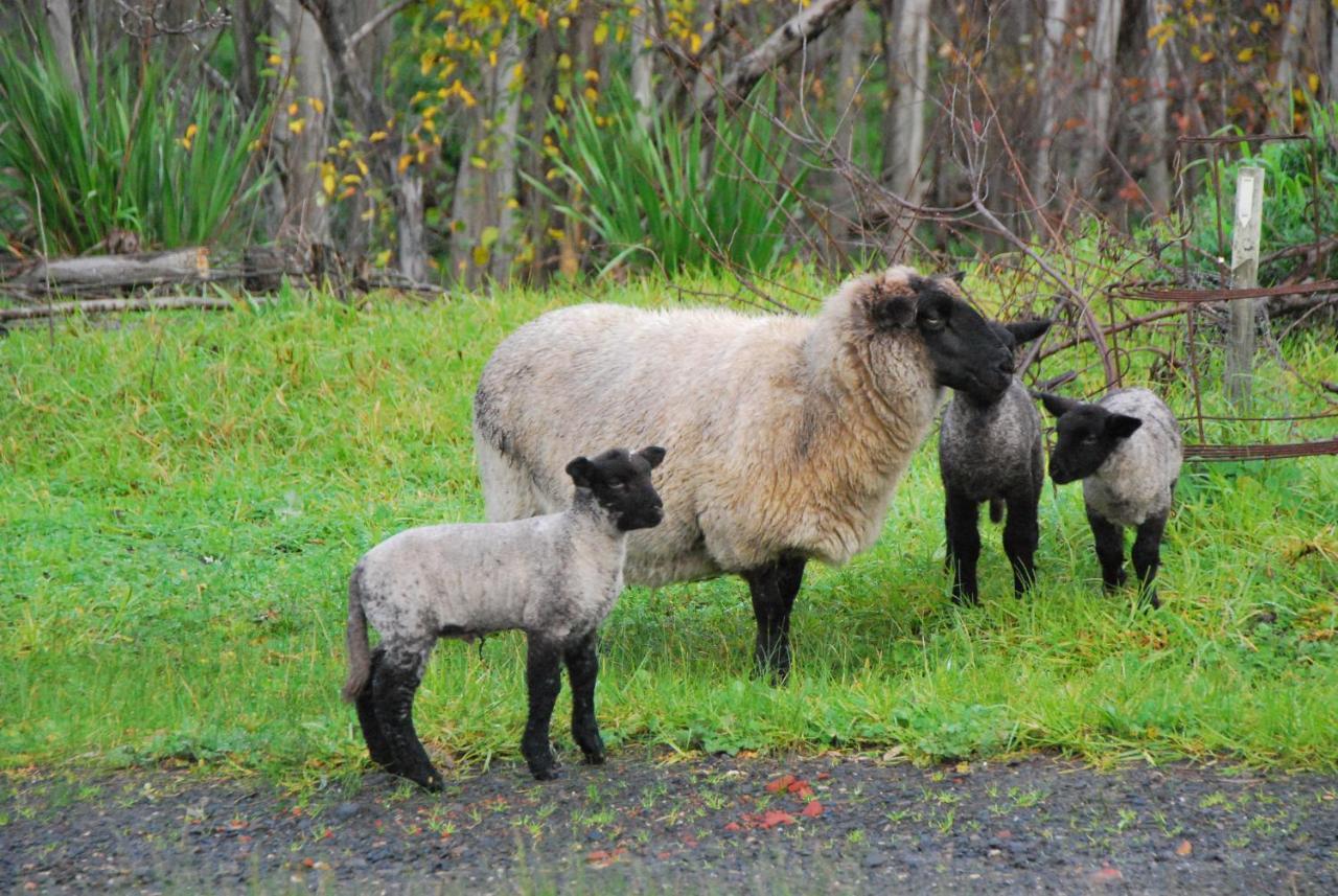 Back Valley Farmstay Bed And Breakfast Victor Harbor Luaran gambar